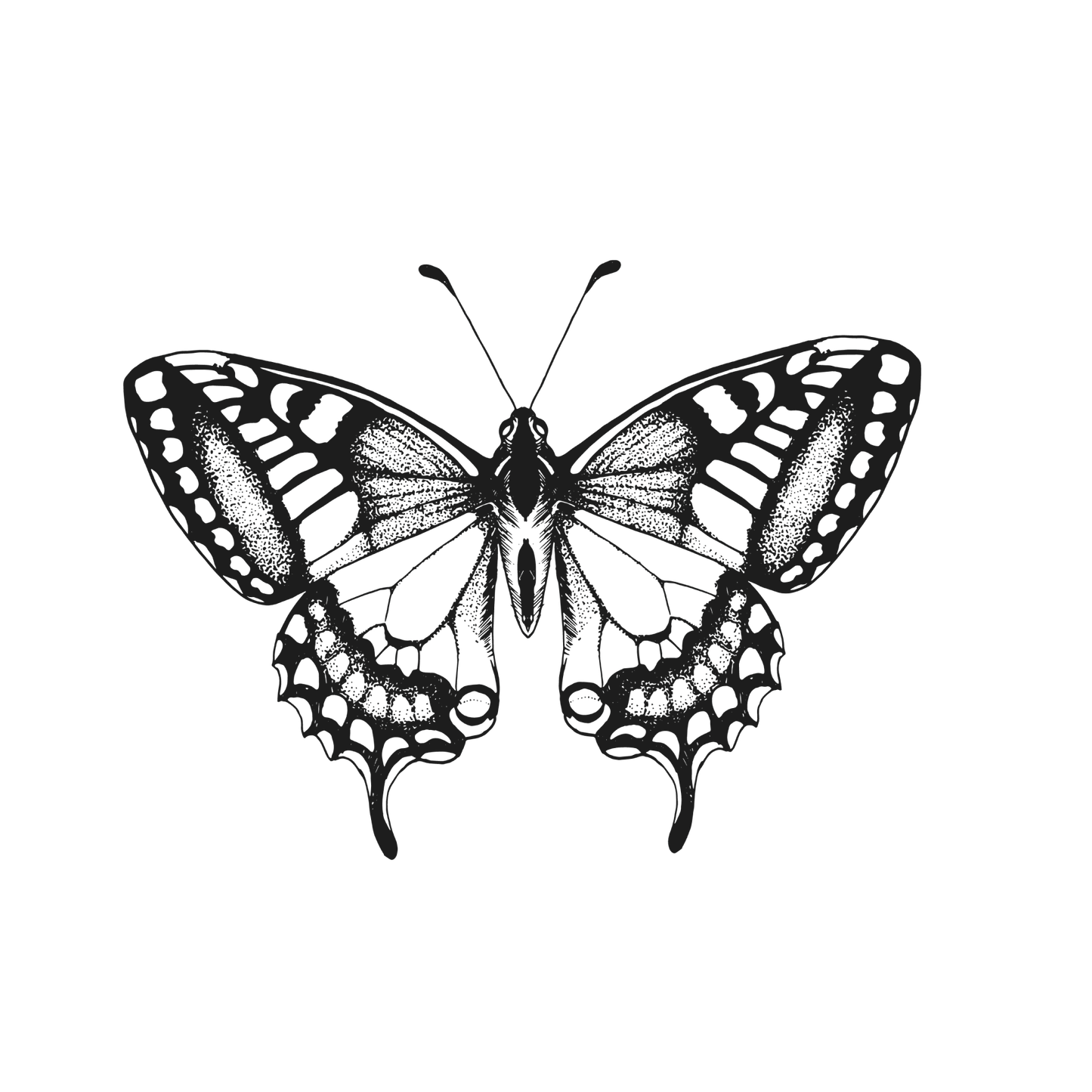 butterfly kiss (large)