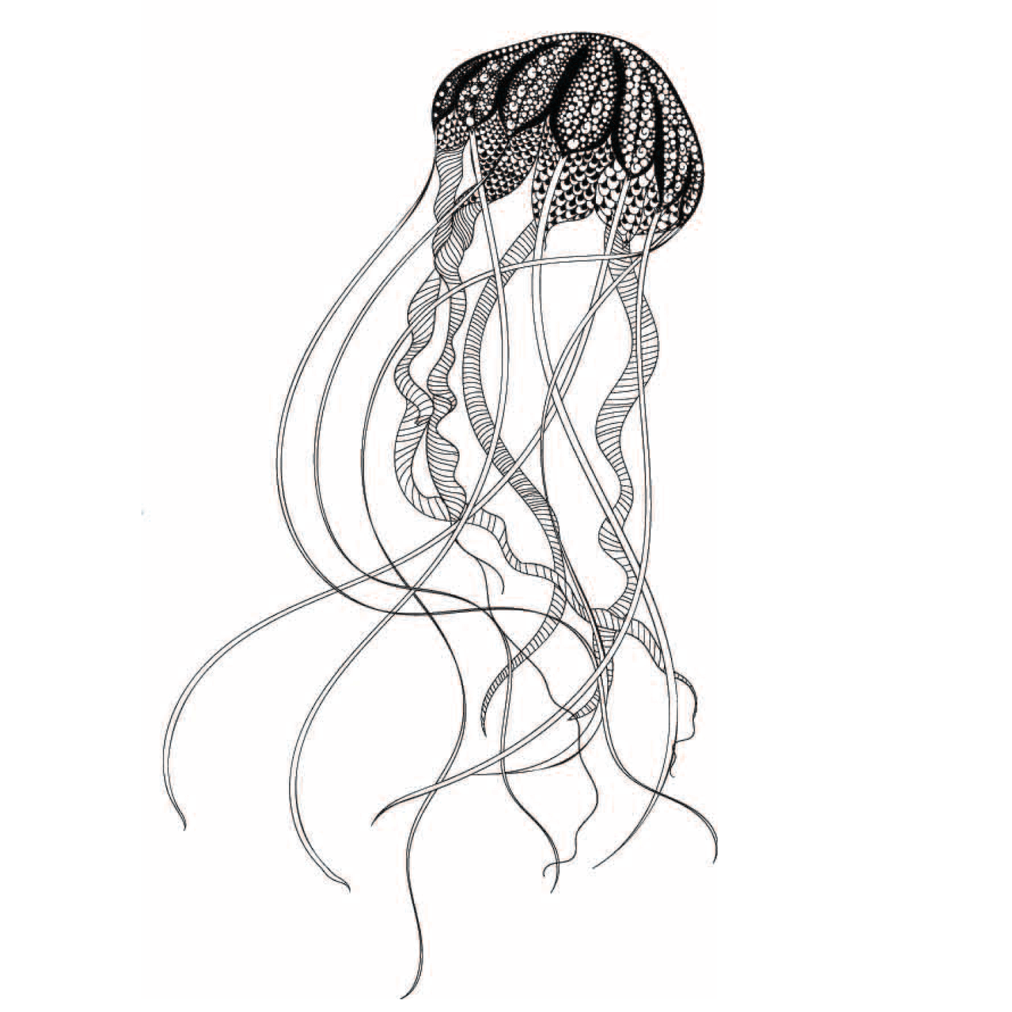 jelly