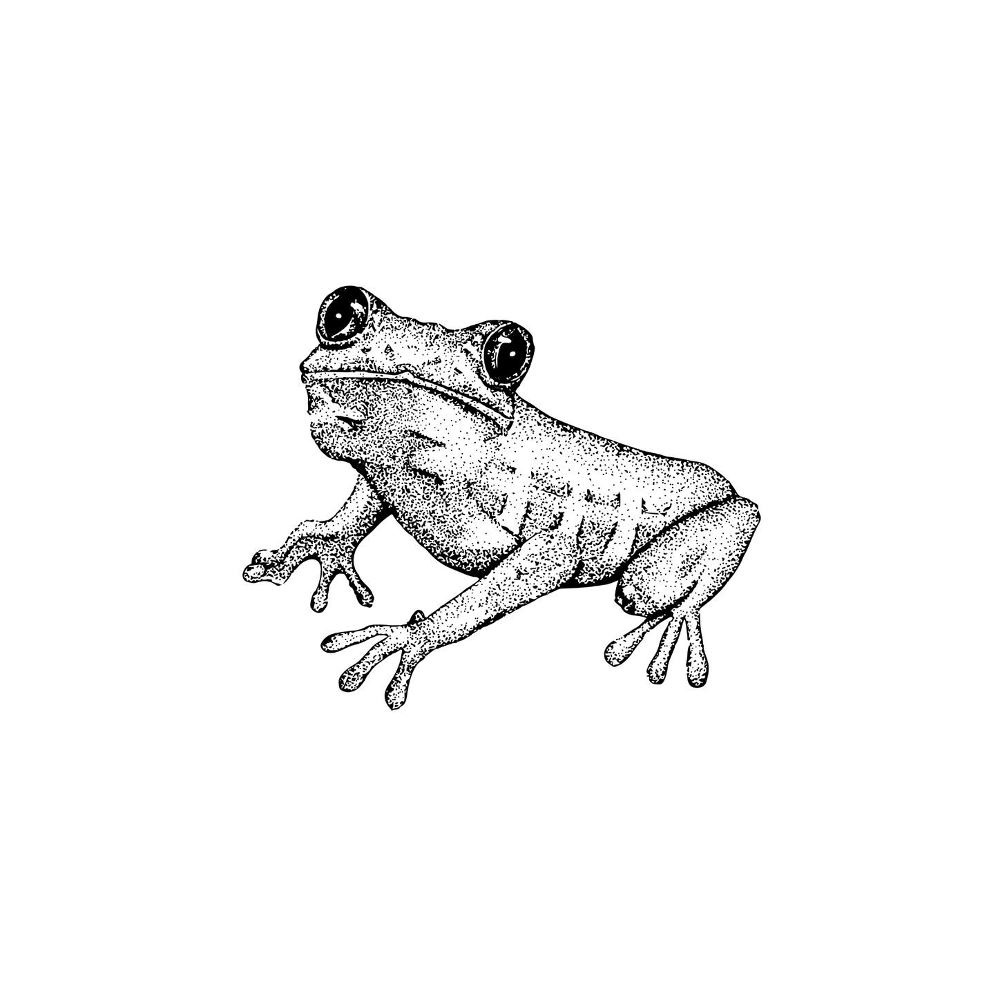 rainforest friend (set of 2)