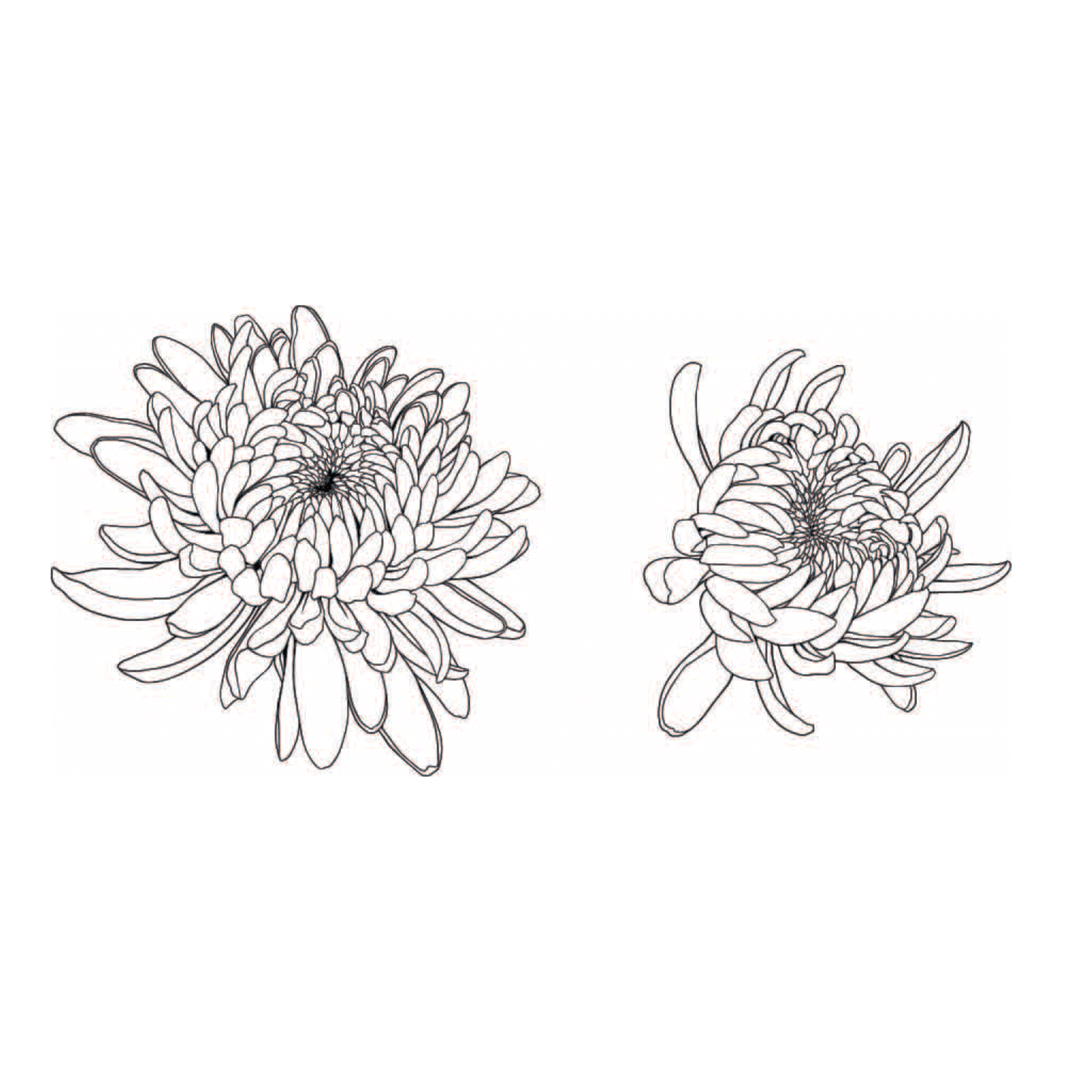 peonies (set of two)